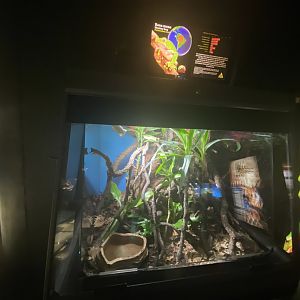 Monkey frog exhibit