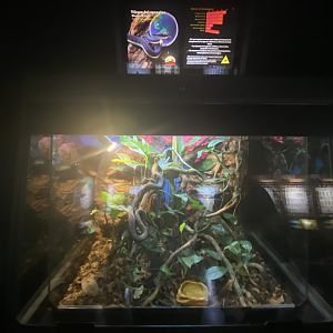 Mangrove viper exhibit