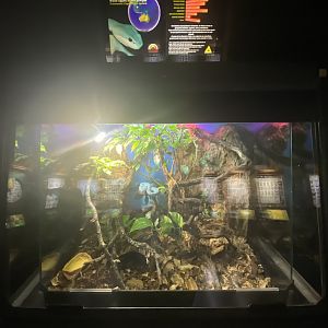 White-lipped island pit viper exhibit