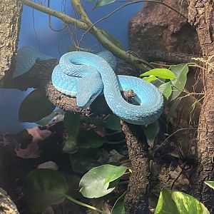 White-lipped island pit viper