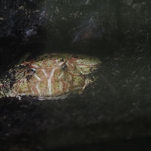 Chacoan Horned Frog
