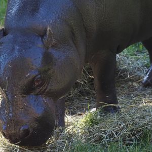 Pygmy Hippopotamus "Jahari" 1