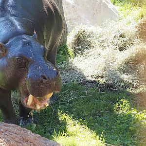 Pygmy Hippopotamus "Jahari" 2