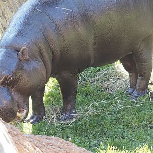 Pygmy Hippopotamus "Jahari" 3