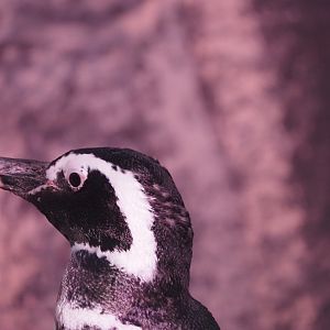 Magellanic Penguin