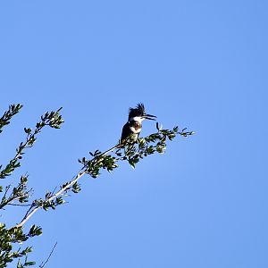 Belted Kingfisher (Megaceryle alcyon) female