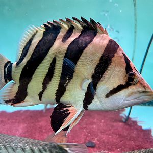 Indonesian Tiger Perch (Datnioides microlepis)