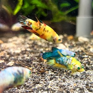 "She-Hulk" Betta (Betta splendens var.)