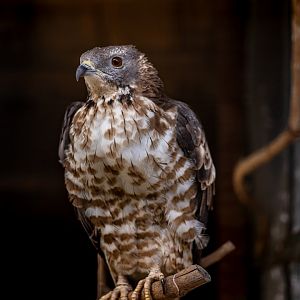 Crested honey buzzard (Pernis ptilorhynchus)