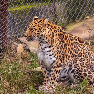 leopard (Panthera pardus)