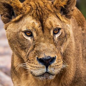 Lion (Panthera leo)