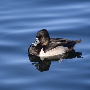 Ring-Necked Duck (Aythya collaris) male