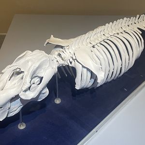 Dugong (Dugong dugon) Specimen