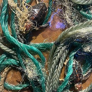 Green sea turtle (Chelonia mydas) specimen used for art work