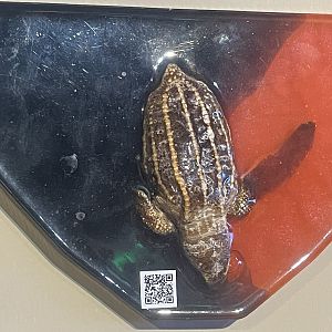 Leatherback sea turtle (Dermochelys coriacea) specimen used for art work