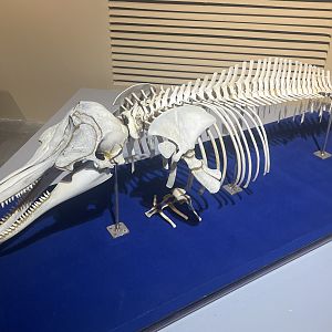 Indo-Pacific finless porpoise (Neophocaena phocaenoides)  Specimen