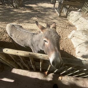 Miniature donkey