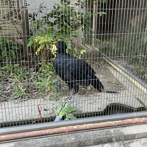 Great curassow (Crax rubra)