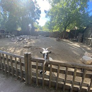 African Pygmy goat and sheep enclosure