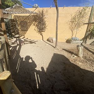 Outdoor pig enclosure