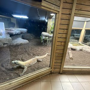 Indoor Komodo dragon enclosure