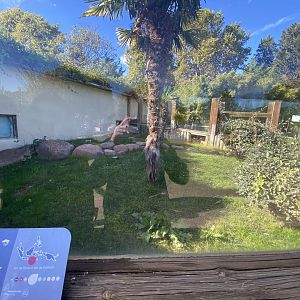 Outdoor Komodo dragon enclosure