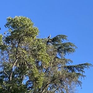 Stork and heron