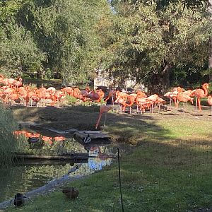 American flamingos