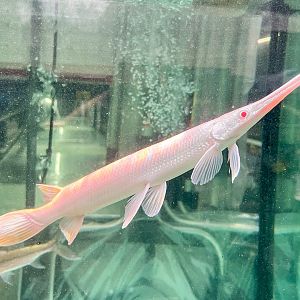 Albino Longnose Gar (Lepisosteus osseus var. Albino)