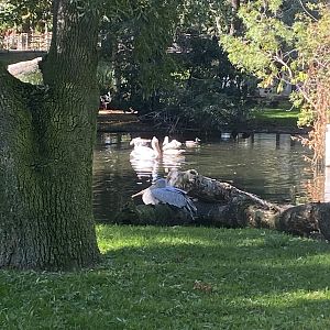 Pink-backed pelicans