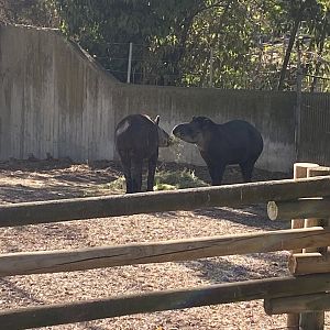 South American tapirs