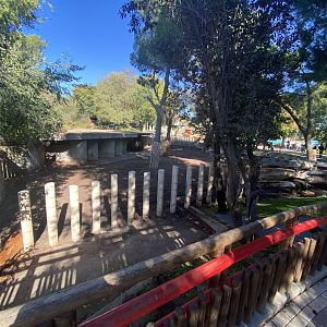 Female greater one-horned rhino enclosure
