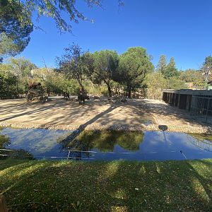 Mishmi takin enclosure