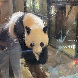 Giant panda image 2