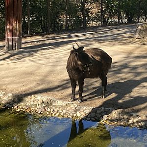 Mishmi takin image 2