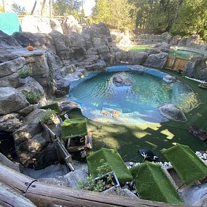 African penguin enclosure