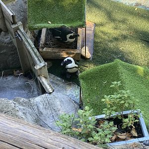 African penguins image 2