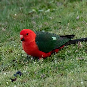 Australian King Parrot