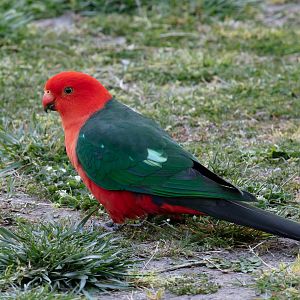 Australian King Parrot
