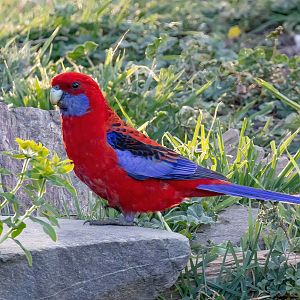 Crimson Rosella