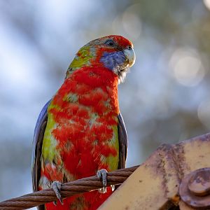 Crimson Rosella