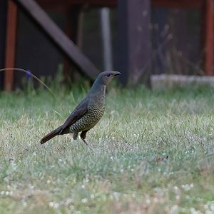 Satin Bowerbird