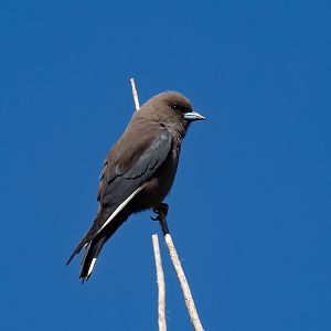 Dusky Woodswallow