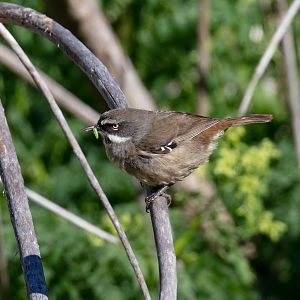 White-browed Scrubwren