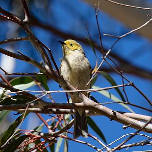 White-plumed Honeyeater