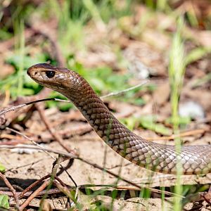 Eastern Brown Snake