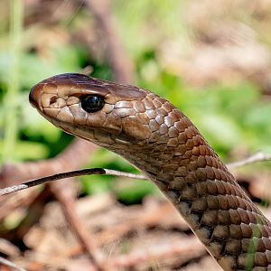 Eastern Brown Snake