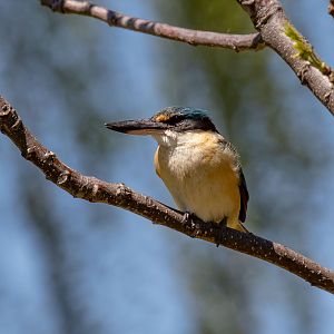 Sacred Kingfisher