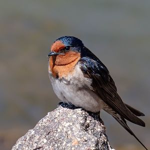 Welcome Swallow