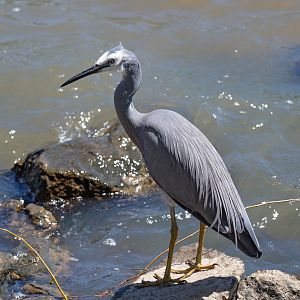 White-faced Heron